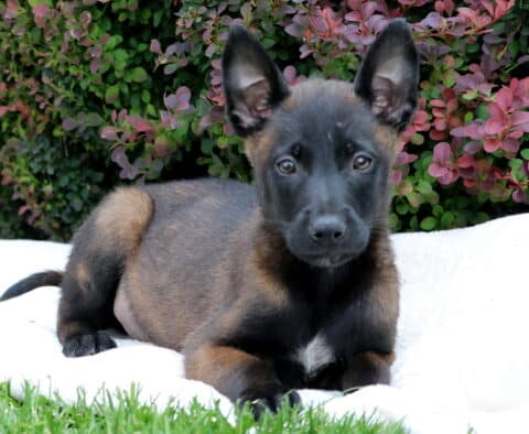 Belgian Malinois puppy lying down on a white blanket in the grass, with alert ears and a curious gaze, set against a colorful background of green and reddish-purple bushes.