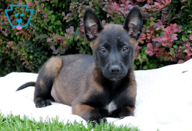 Belgian Malinois puppy lying down on a white blanket in the grass, with alert ears and a curious gaze, set against a colorful background of green and reddish-purple bushes. image