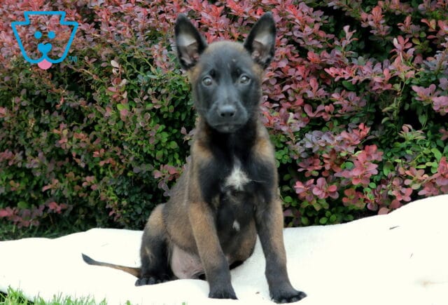 Belgian Malinois puppy sitting upright on a white blanket in the grass, with a patch of white fur on its chest and colorful bushes in the background. image