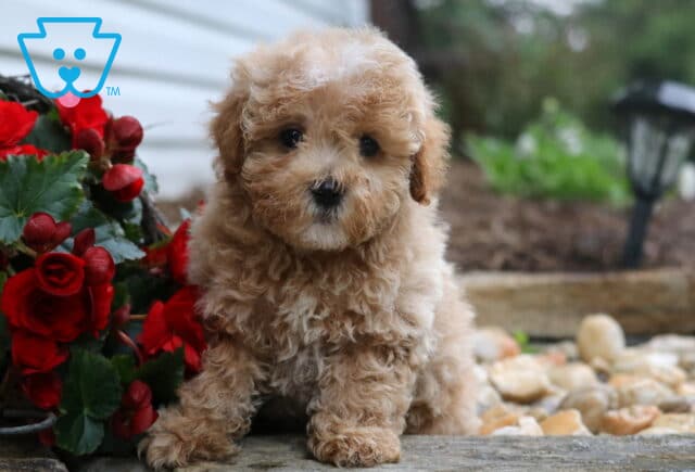 Curly apricot Maltipoo puppy with a fluffy coat sitting beside a cluster of red flowers, looking sweetly at the camera in a peaceful garden setting with stone accents. image