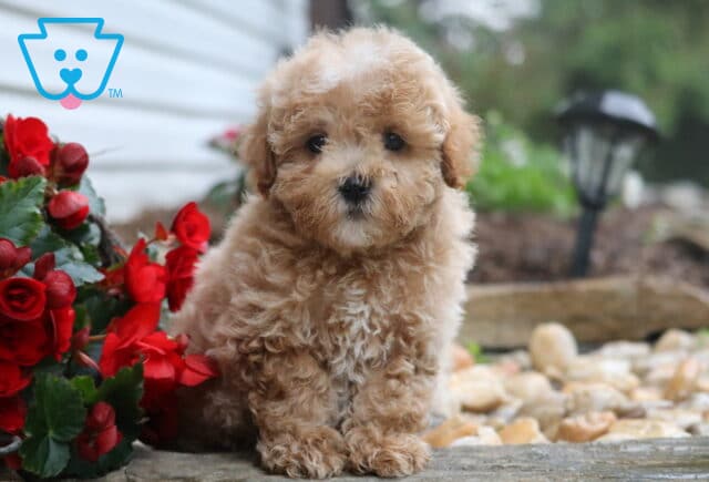 Adorable apricot Maltipoo puppy with a fluffy, curly coat sitting next to a cluster of red flowers on a stone path, with garden rocks and greenery in the background. image