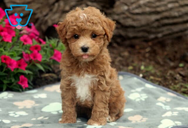 Adorable apricot Bichpoo puppy with a white chest patch sitting on a paw-print blanket, playfully sticking out its tongue with bright pink flowers and a tree trunk in the background. image
