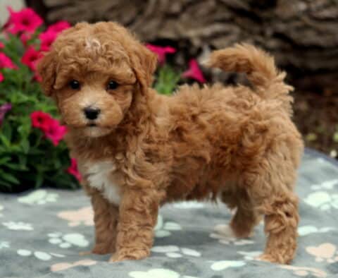 Curly apricot Bichpoo puppy standing on a paw-print blanket with its tail curled up, looking curiously at the camera as bright pink flowers and a tree trunk fill the background.