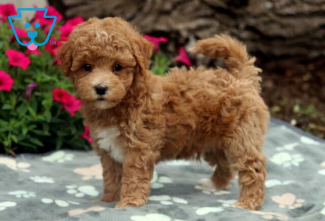 Curly apricot Bichpoo puppy standing on a paw-print blanket with its tail curled up, looking curiously at the camera as bright pink flowers and a tree trunk fill the background. image
