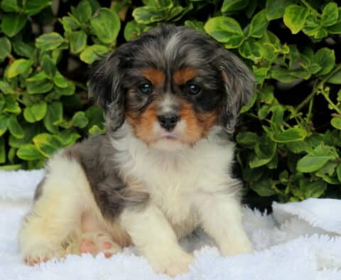Tricolor Cavalier King Charles Spaniel puppy with a fluffy coat and soulful eyes sitting on a white blanket, backed by lush green foliage.