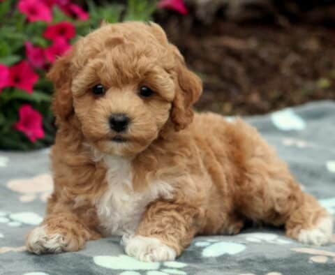 Sweet-faced apricot Bichpoo puppy lying on a gray paw-print blanket, with a white chest and paws, surrounded by bright pink flowers and soft natural mulch in the background.