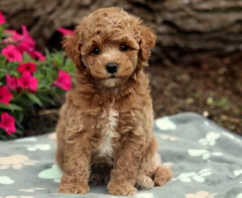 Curly apricot Bichpoo puppy with a white chest sitting neatly on a soft paw-print blanket, framed by bright pink flowers and a rustic tree trunk in the background.