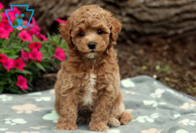 Curly apricot Bichpoo puppy with a white chest sitting neatly on a soft paw-print blanket, framed by bright pink flowers and a rustic tree trunk in the background. image