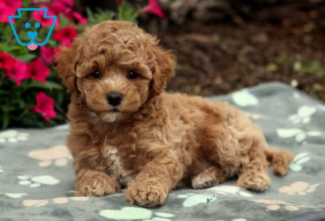 Adorable apricot Bichpoo puppy with soft curls and a white chest lounging on a gray paw-print blanket, surrounded by bright pink flowers and earthy garden textures. image