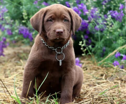 Chocolate Lab puppy sitting upright on straw with a silver chain collar, framed by vibrant purple wildflowers in the background.