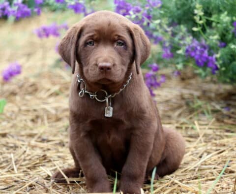 Chocolate Labrador Retriever puppy sitting on straw with a tag and chain collar, surrounded by blooming purple flowers and looking directly at the camera with a sweet expression.