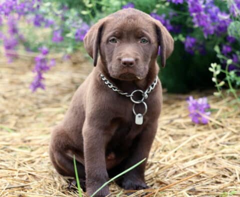 Chocolate Lab puppy with a chain collar and ID tag sitting on straw, with a few specks of dirt on its face and vibrant purple flowers behind it.
