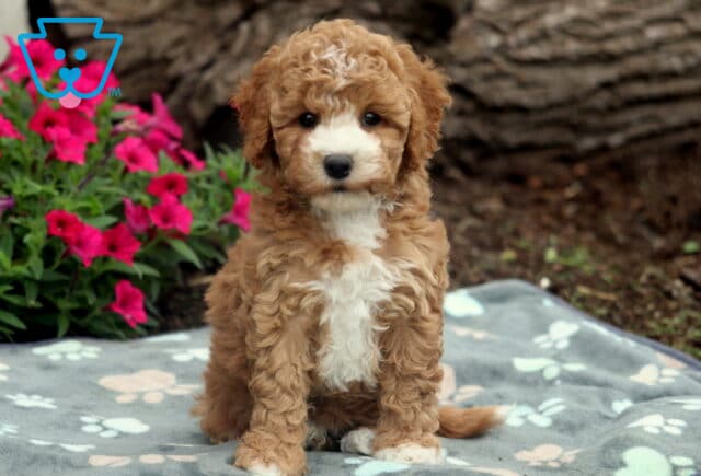 Charming apricot and white Bichpoo puppy sitting upright on a soft paw-print blanket, with a fluffy coat, white face blaze, and surrounded by pink flowers and tree bark in the background. image
