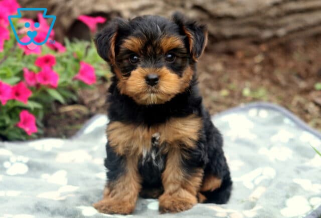 Yorkshire Terrier puppy with a silky black and tan coat sitting alert on a gray paw-print blanket, surrounded by pink flowers and earthy tones in the garden setting. image