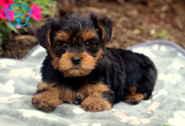 Yorkie puppy lying down on a soft gray paw-print blanket with a silky black and tan coat, gazing sweetly into the camera with bright eyes and perked ears. image