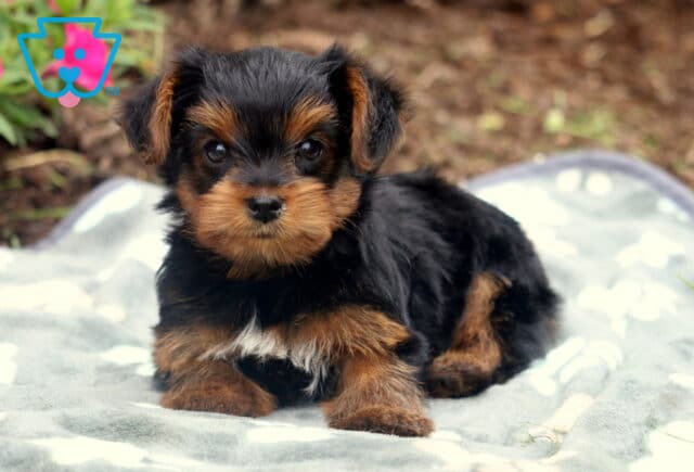 Adorable Yorkshire Terrier puppy with a black and tan coat laying on a soft gray paw-print blanket, looking sweetly at the camera with bright, curious eyes. image