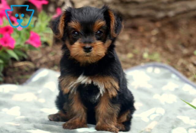 Tiny Yorkshire Terrier puppy sitting upright on a gray paw-print blanket, with a glossy black and tan coat, perked ears, and vivid eyes framed by pink flowers in the background. image