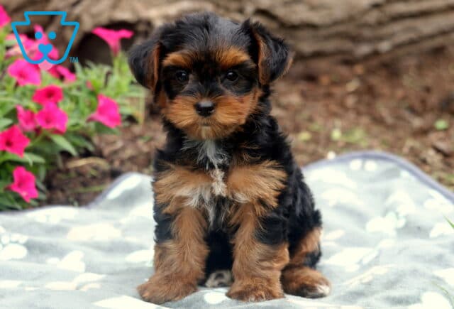 Precious Yorkshire Terrier puppy sitting confidently on a gray paw-print blanket, with a soft black and tan coat and white markings on the chest, surrounded by bright pink flowers and bark mulch. image