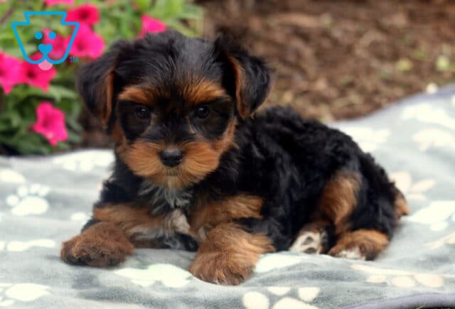 Cute Yorkshire Terrier puppy lying on a gray paw-print blanket with a soft black and tan coat, white chest markings, and bright eyes peeking out from under fluffy ears, with pink flowers in the background. image