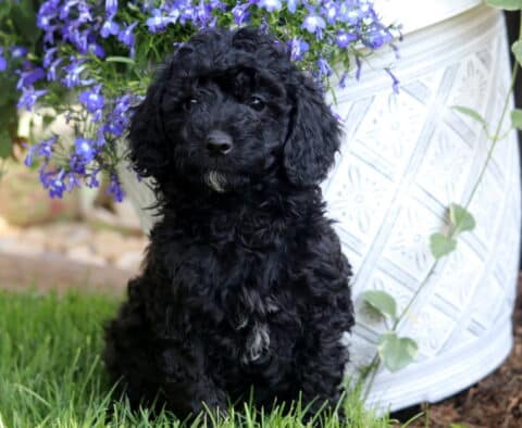 Curly-coated black Mini Poodle puppy sitting on green grass beside a white decorative pot with vibrant purple flowers.