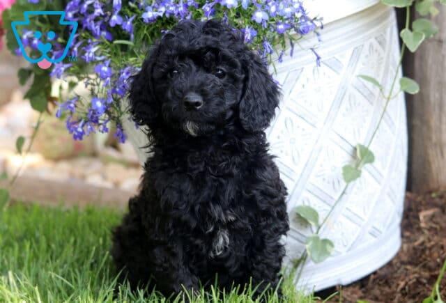 Curly-coated black Mini Poodle puppy sitting on green grass beside a white decorative pot with vibrant purple flowers. image