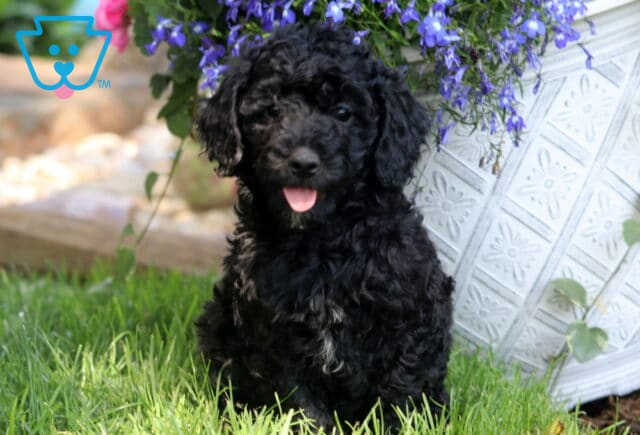 Adorable black Mini Poodle puppy with curly fur sitting on grass, tongue out playfully, beside a white flower pot with purple blooms. image