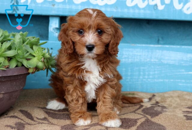 Adorable Cavapoo puppy with soft, wavy reddish-brown fur and a white chest sits in front of a bright blue wooden wall next to a pot of green succulents, looking sweetly at the camera. image