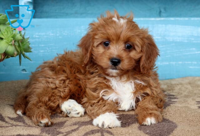 Cavapoo puppy with soft reddish curls and white markings on the face, chest, and paws, resting on a tan and brown rug in front of a rustic blue wooden wall next to a succulent plant. image