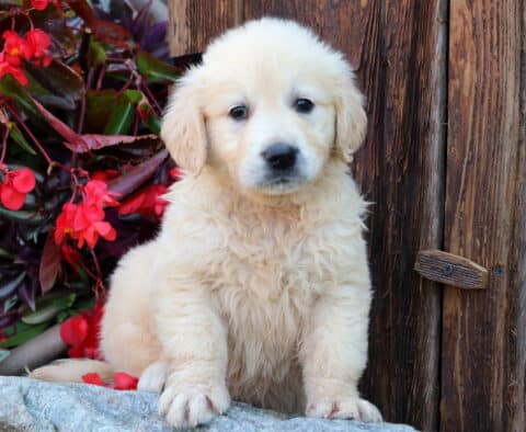 Fluffy English Cream Golden Retriever puppy sitting on a rock ledge, framed by red flowers and a rustic wooden wall, looking sweetly into the camera.