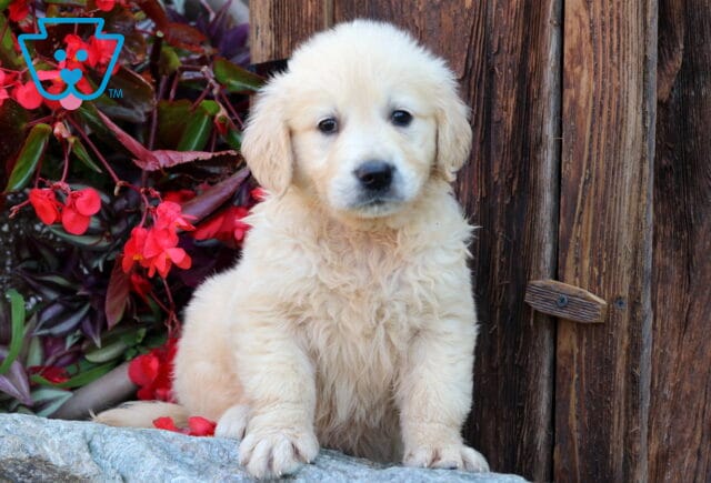 Fluffy English Cream Golden Retriever puppy sitting on a rock ledge, framed by red flowers and a rustic wooden wall, looking sweetly into the camera. image