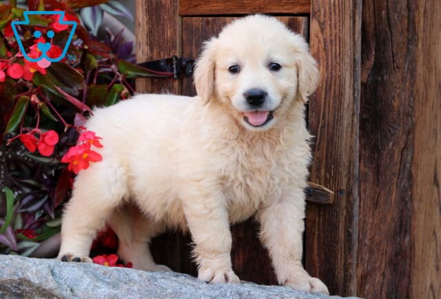 Playful English Cream Golden Retriever puppy standing on a stone ledge with a happy expression, tongue out, surrounded by vibrant red flowers and rustic wood background. image