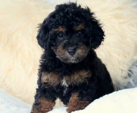 Curly black Cavapoo puppy with tan and white markings sitting on a plush blanket, looking attentively at the camera.