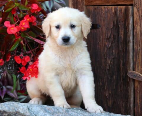 Fluffy English Cream Golden Retriever puppy sitting alertly on a stone ledge with vivid red flowers and a rustic wooden door in the background.