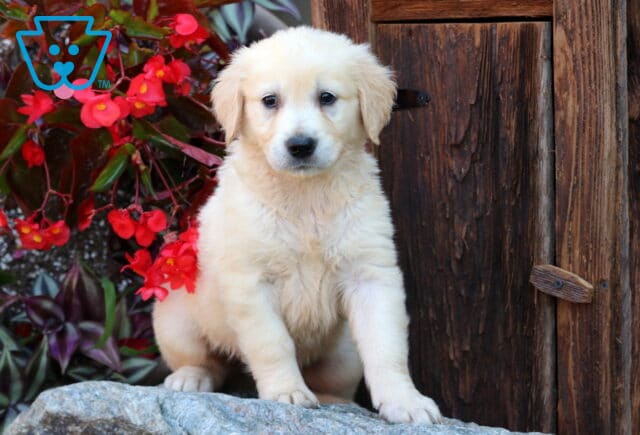 Fluffy English Cream Golden Retriever puppy sitting alertly on a stone ledge with vivid red flowers and a rustic wooden door in the background. image