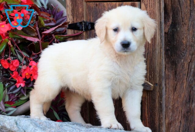 English Cream Golden Retriever puppy standing confidently on a stone ledge in front of a rustic wooden door, surrounded by bright red flowers and lush foliage. image
