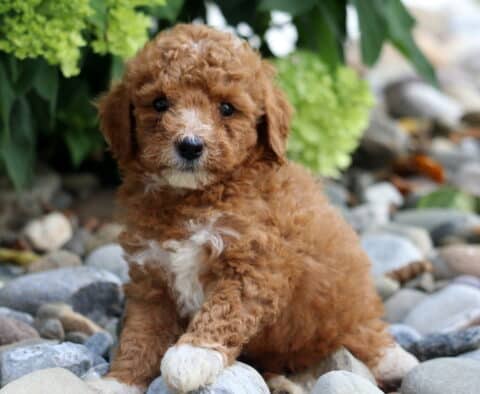 Andy Toy Poodle