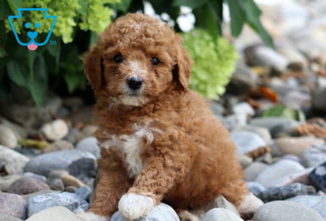 Andy Toy Poodle image