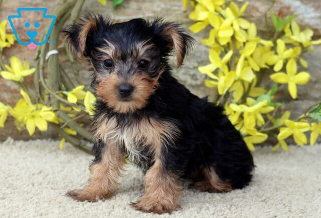 Adorable Yorkshire Terrier puppy with a black and tan coat sitting on a light carpet in front of yellow flowers and a rustic stone backdrop, gazing sweetly at the camera. image