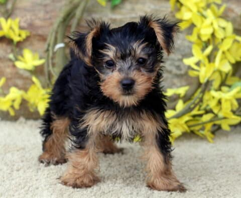Playful Yorkshire Terrier puppy standing alert on a soft cream carpet, with bright eyes and a shiny black and tan coat, surrounded by cheerful yellow flowers and a rustic background.