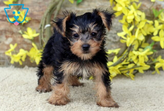 Playful Yorkshire Terrier puppy standing alert on a soft cream carpet, with bright eyes and a shiny black and tan coat, surrounded by cheerful yellow flowers and a rustic background. image
