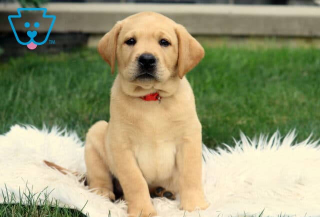 Adorable Fox Red Lab puppy wearing a red collar, sitting upright on a fluffy white blanket in the grass with a calm, gentle expression. image