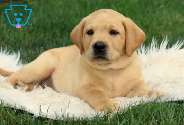 Sweet Fox Red Lab puppy laying on a soft white blanket in the grass, gazing ahead with a calm and cuddly expression. image