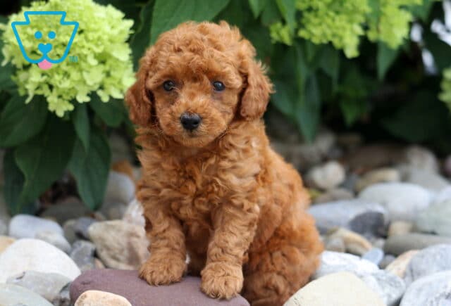 Apple Toy Poodle image