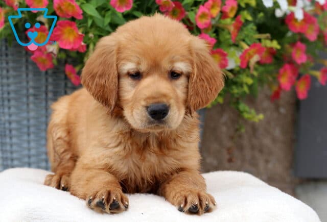 Asher Golden image