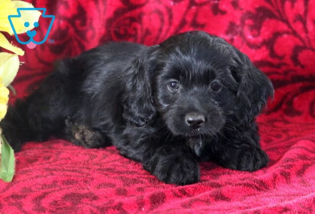 Adorable black Cockapoo puppy lying down on a red patterned blanket with soft curls and a curious expression, yellow flowers in the background. image
