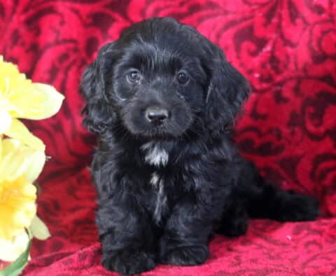 Charming black Cockapoo puppy sitting upright on a red patterned blanket, showing off a white patch on its chest, with bright yellow flowers beside it.