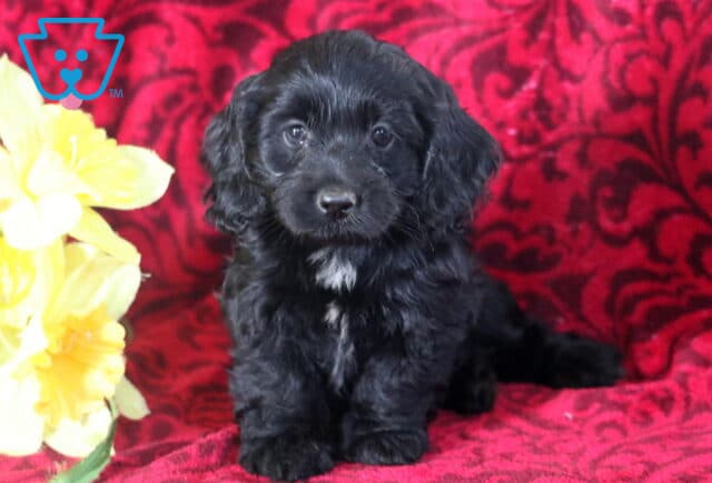 Charming black Cockapoo puppy sitting upright on a red patterned blanket, showing off a white patch on its chest, with bright yellow flowers beside it. image