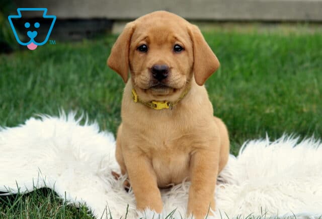 Adorable Fox Red Lab puppy with a yellow collar sitting attentively on a white fuzzy rug, looking sweetly into the camera with bright, curious eyes. image