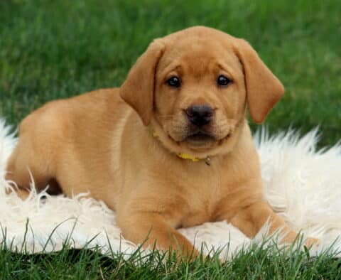 Sweet Fox Red Labrador Retriever puppy with a yellow collar lying on a fluffy white blanket, gazing softly into the camera on a green grassy lawn.