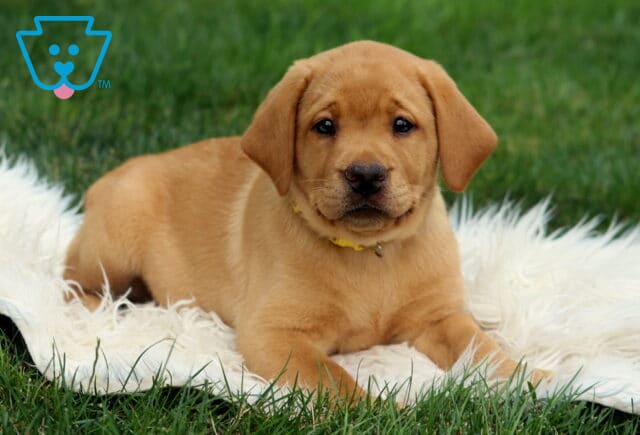 Sweet Fox Red Labrador Retriever puppy with a yellow collar lying on a fluffy white blanket, gazing softly into the camera on a green grassy lawn. image